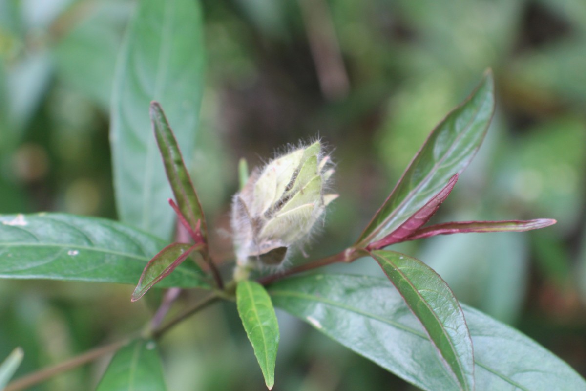 Strobilanthes glaucescens Nees